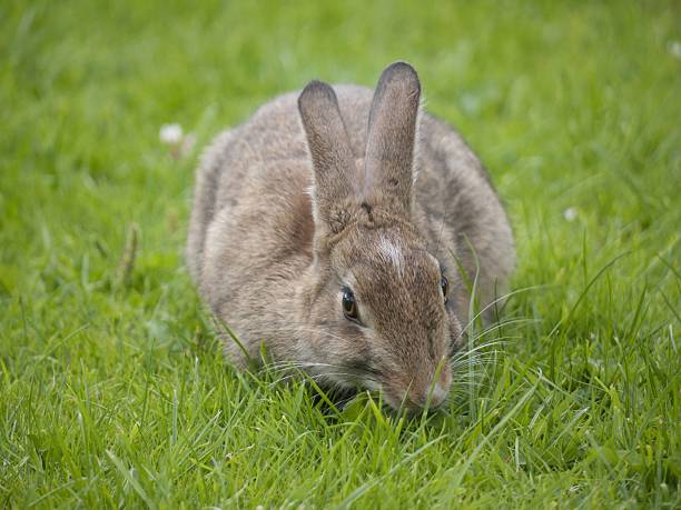 istock Wild rabbit grazing in field 615235870