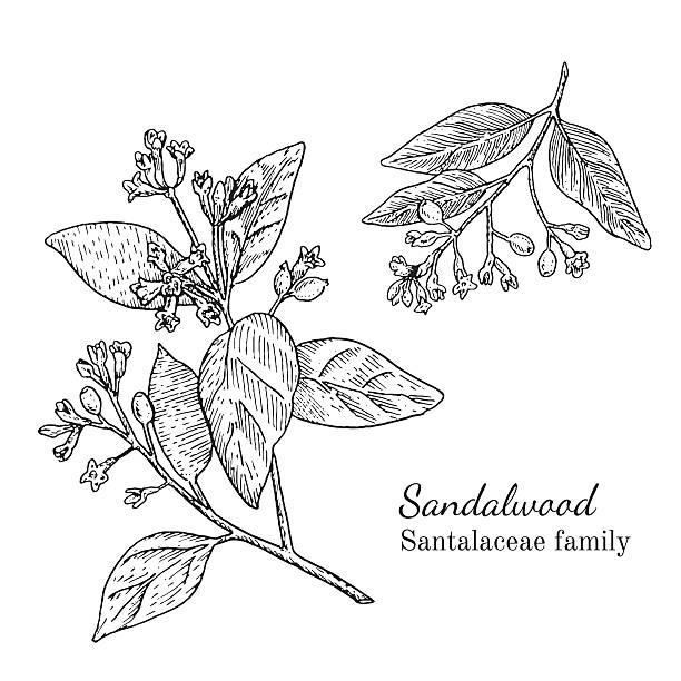 szkic z drzewa sandałowego z tuszem ręcznie rysowany - sandalwood stock illustrations