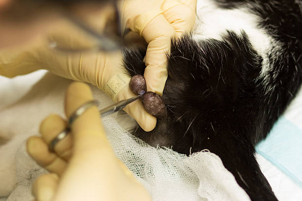 istock Cat Castration. scissors cut the skin of the testicles 615236198