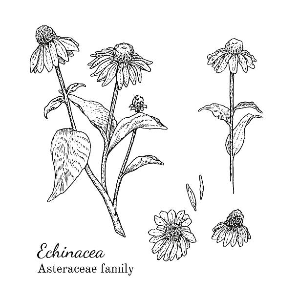 ilustraciones, imágenes clip art, dibujos animados e iconos de stock de tinta equinácea dibujado a mano boceto - tea organic single flower flower