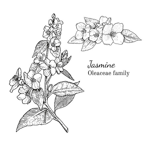 ilustraciones, imágenes clip art, dibujos animados e iconos de stock de boceto dibujado a mano de jazmín de tinta - tea organic single flower flower