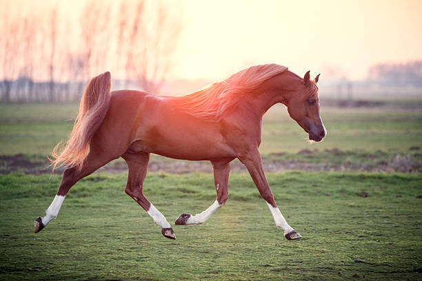 arabian stallion arabian horse in motion arabian horse photos stock pictures, royalty-free photos & images