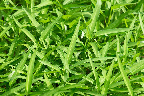 Morning glory field. Water spinach in the garden. stock photo