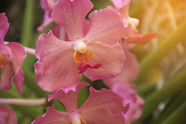 Cattleya pink Cattleya pink encyclia orchid stock pictures, royalty-free photos & images