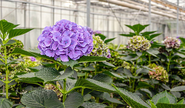 Budding and violet blooming Hydrangea macrophylla plants in a specialized cut flowers nursery in the Netherlands.
