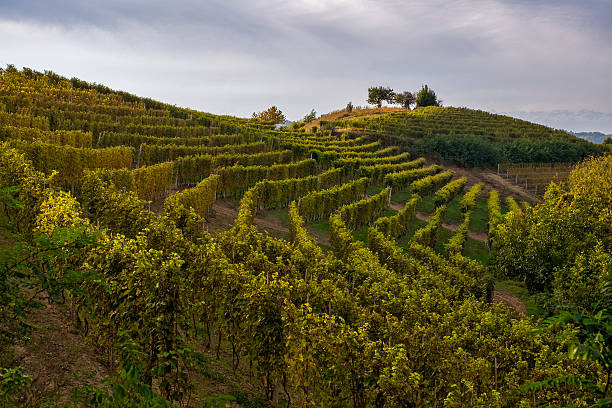 istock Vineyard in Langhe Italy 615241824