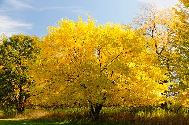 istock Autumn Colors in Michigan 615241870