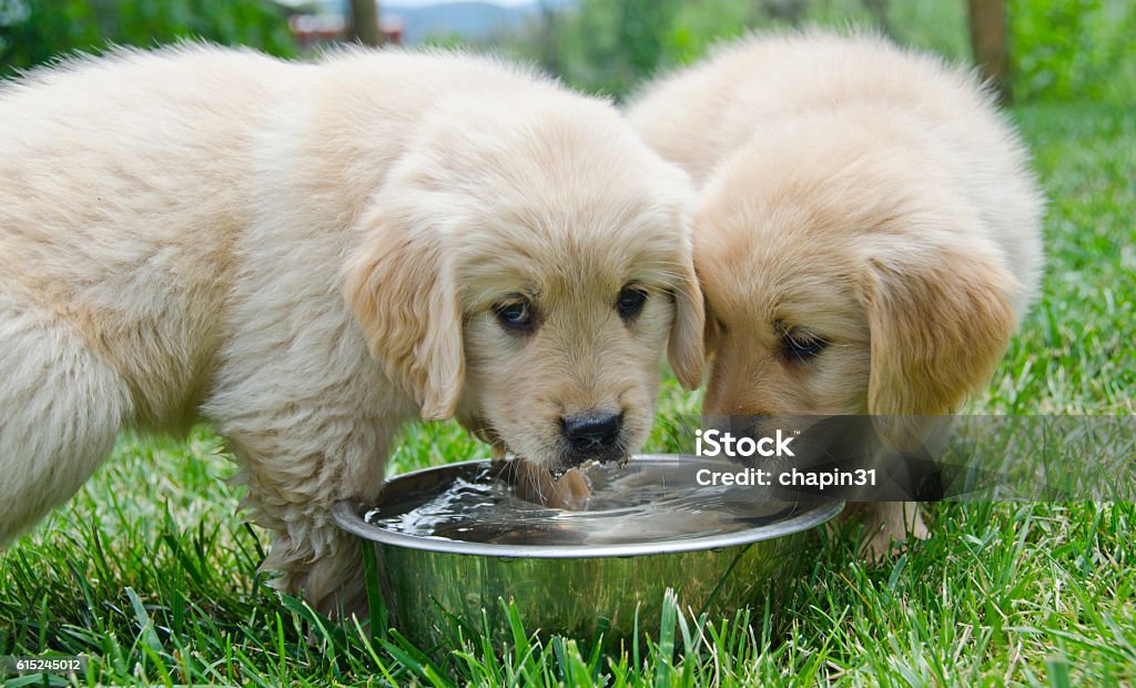 Two Golden Retriever Puppies Share Water Dish Two six week old Golden Retriever puppies share a water dish, with one of the puppies looking straight at the camera. Drinking Water Stock Photo