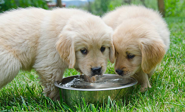 Two Golden Retriever Puppies Share Water Dish stock photo