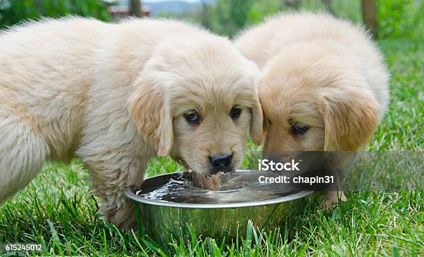 Two Golden Retriever Puppies Share Water Dish Stock Photo - Download Image Now - Drinking Water, Dog, Drinking