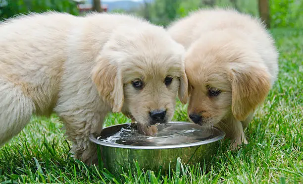 Photo of Two Golden Retriever Puppies Share Water Dish