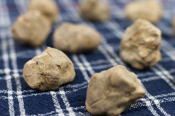 Alba's white truffle Still life of Alba's white truffle on the traditional canvas tartuffo stock pictures, royalty-free photos & images