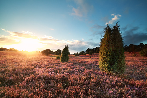 sunset over flowering heather and juniper trees