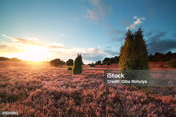 Sunset Over Flowering Heather And Juniper Trees Stock Photo - Download Image Now - Lüneburg Heath, Sun, Sunlight