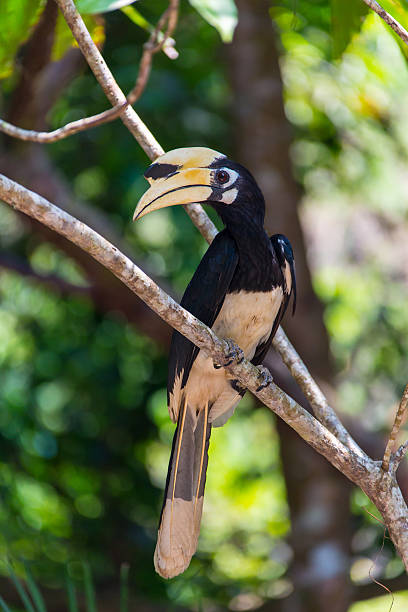 istock Toucan Ramphastos toco sitting on tree branch in tropical forest 615246198