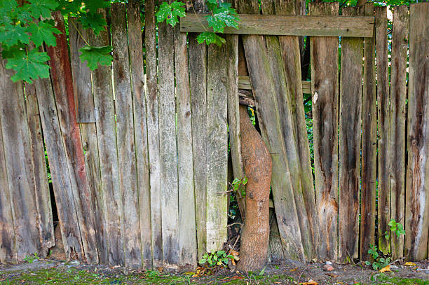 istock Old wooden fence with tree 615247030