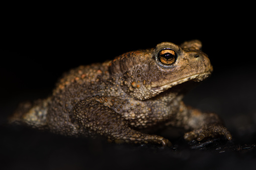 黒い背景に対する少年共通ヒキガエル(Bufo bufo) - ストックフォト・写真素材...