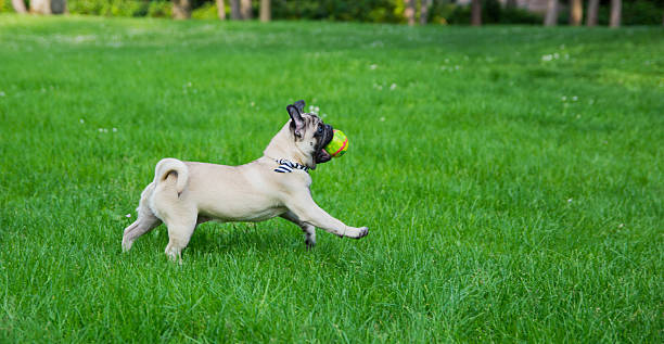 Happy pug playing with a ball in the park