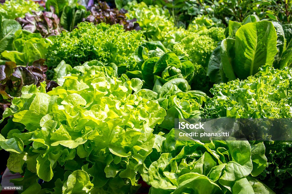 Verduras frescas deja fondo - Foto de stock de Ensalada libre de derechos