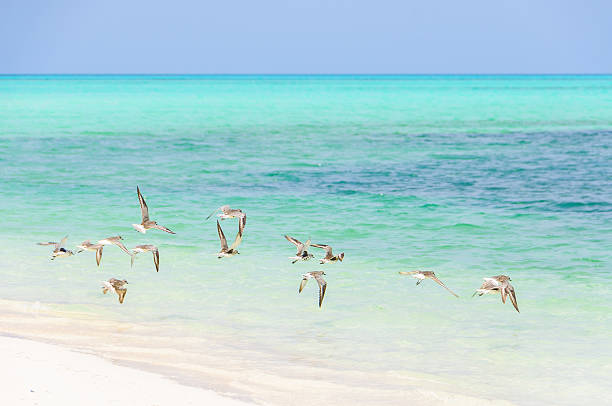 istock Birds flying in Cayo Levisa Island in Cuba 615249740