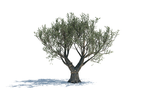 Olive tree isolated on white background. The tree is lit by sunlight and casting shadows on the ground. Clippping path is included.