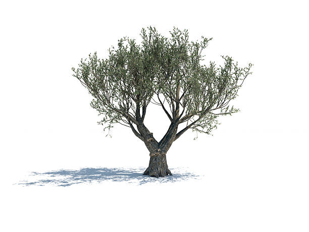 Olive Tree Isolated On White Background Olive tree isolated on white background. The tree is lit by sunlight and casting shadows on the ground. Clippping path is included. ash tree photos stock pictures, royalty-free photos & images