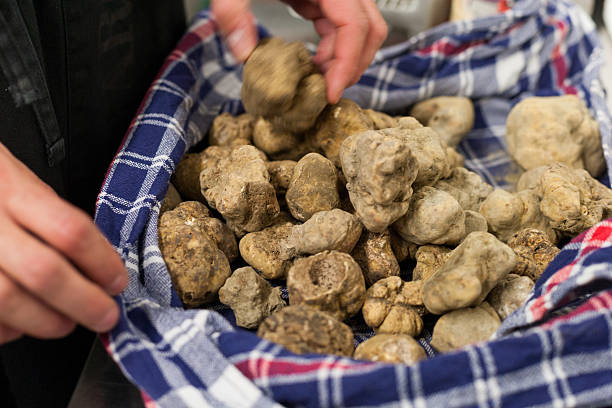 Alba's white truffle Still life of Alba's white truffle on the traditional canvas tartuffo stock pictures, royalty-free photos & images