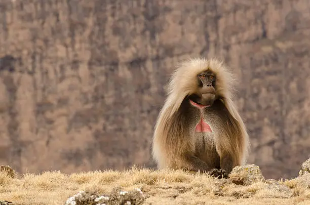 A gelada monkey, or bleeding-heart monkey, seen in the Ethiopian Highlands of the Semien Mountains.