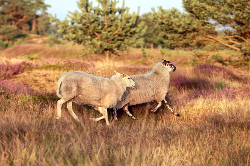 sheep running on heathland at sunset