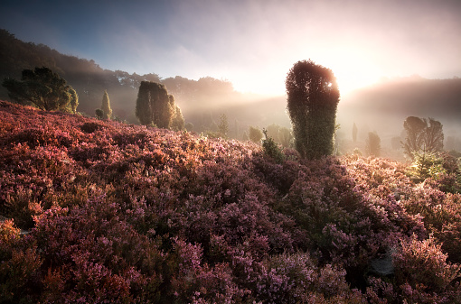 misty sunrise on hills with flowering heather