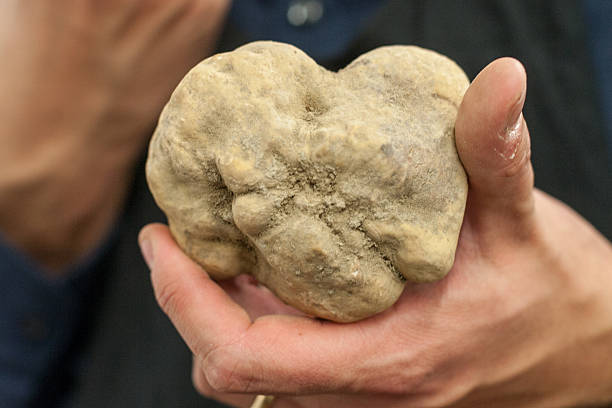 tasting a hug alba's white truffle - white truffle imagens e fotografias de stock