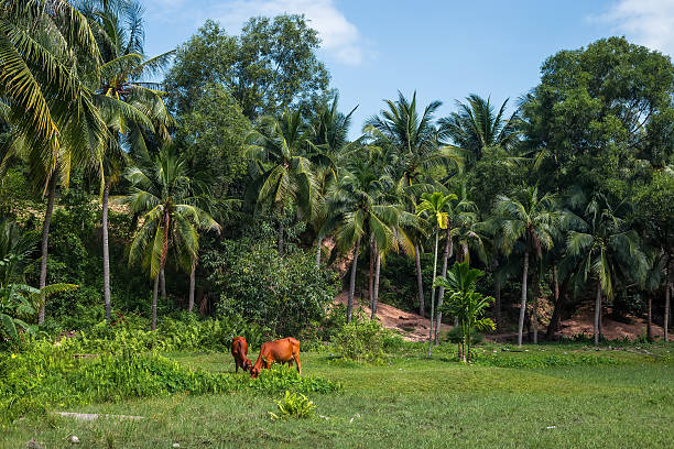 Two cows in Mui Ne, Vietnam Two cows graze near palm trees  in Mui Ne, Vietnam mui ne bay photos stock pictures, royalty-free photos & images