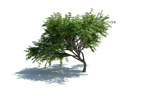 Lush green tree isolated on white background. The tree is lit by sunlight and casting shadows on the ground. Clippping path is included.