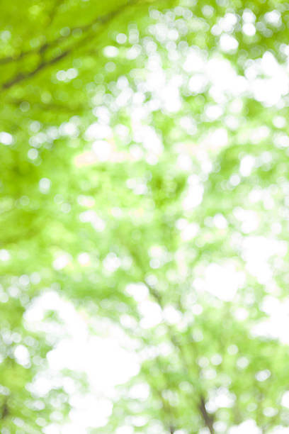 filtrage de la lumière à travers les feuilles des arbres - kelly green light plant tree photos et images de collection