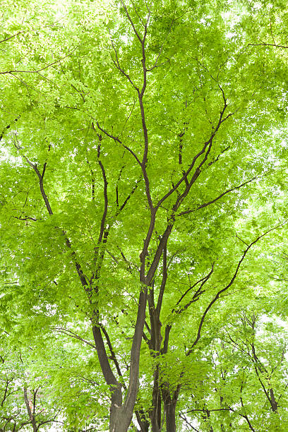 filtrage de la lumière à travers les feuilles des arbres - kelly green light plant tree photos et images de collection