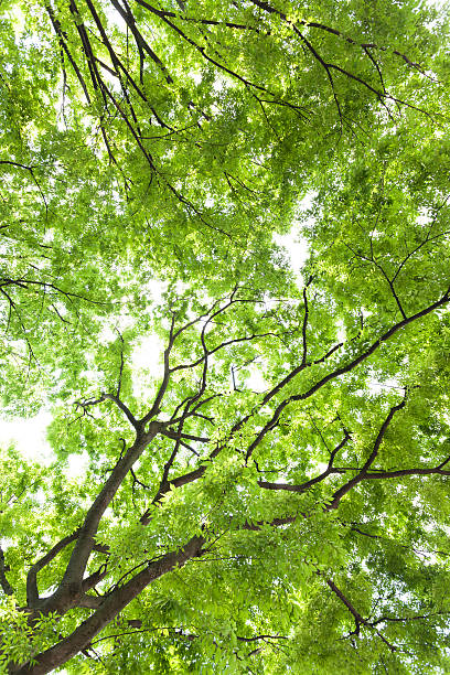 filtrage de la lumière à travers les feuilles des arbres - kelly green light plant tree photos et images de collection