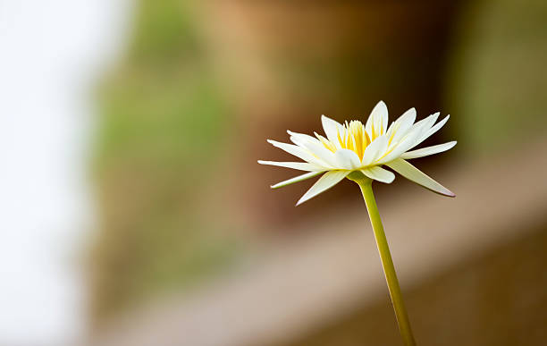 istock Lotus flowers in pond 615253516