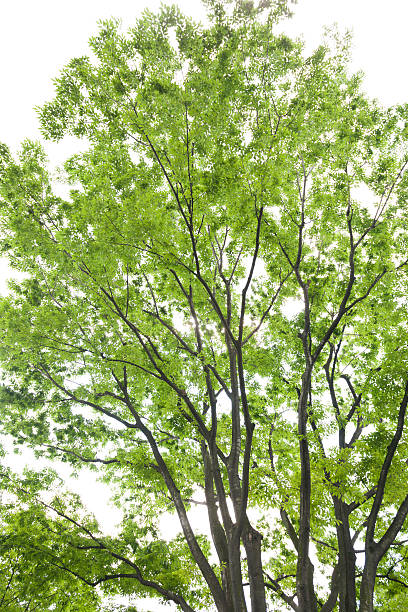 filtrage de la lumière à travers les feuilles des arbres - kelly green light plant tree photos et images de collection