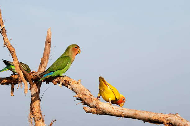 istock Parrot on a perch on wooden 615256246