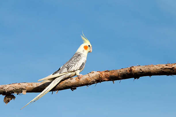 istock Parrot on a perch on wooden 615256382