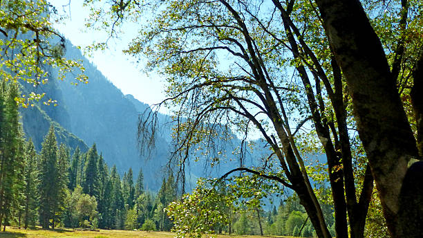 istock In Yosemite Valley in California 615260848