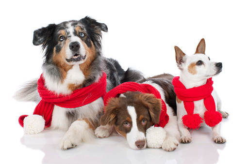 Three cute dogs with red shawls side by side  waiting for christmas