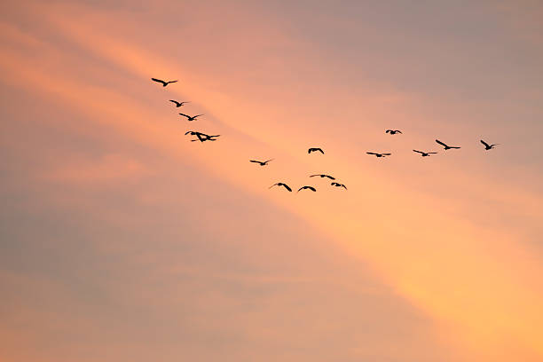 istock motion blur birds flying on the sky 615261476