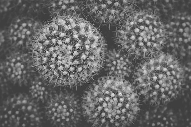 istock Close up cactus group, black and white 615264950