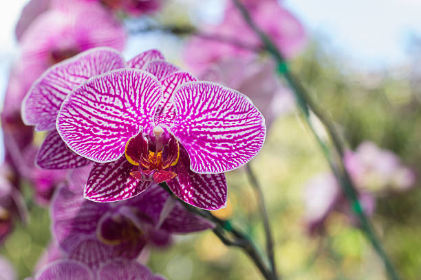 orchid flower close-up on color background