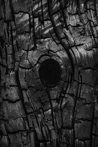 Charred Burnt Tree Bark Knot Pinion Pine Charred Juniper tree bark and phloem surfaces create an unusual natural pattern around a knot. juniper tree bark tree textured stock pictures, royalty-free photos & images