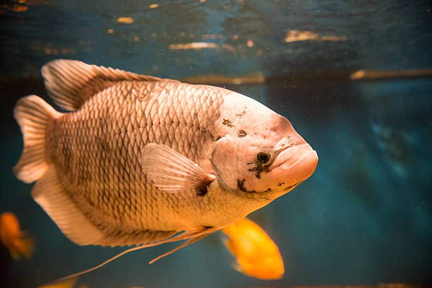 istock giant gourami - Osphronemus goramy 615267024