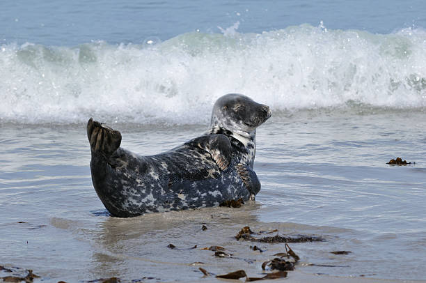 Grey Seal, Halichoerus grypus