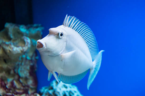 Unicornis nose - unicornfish bluespine Naso unicornis - bluespine unicornfish - saltwater fish unicorn fish stock pictures, royalty-free photos & images