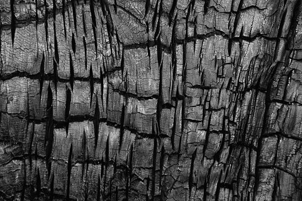 Charred Burnt Tree Bark Phloem Charred Juniper tree bark and phloem surfaces create an unusual natural pattern. juniper tree bark tree textured stock pictures, royalty-free photos & images